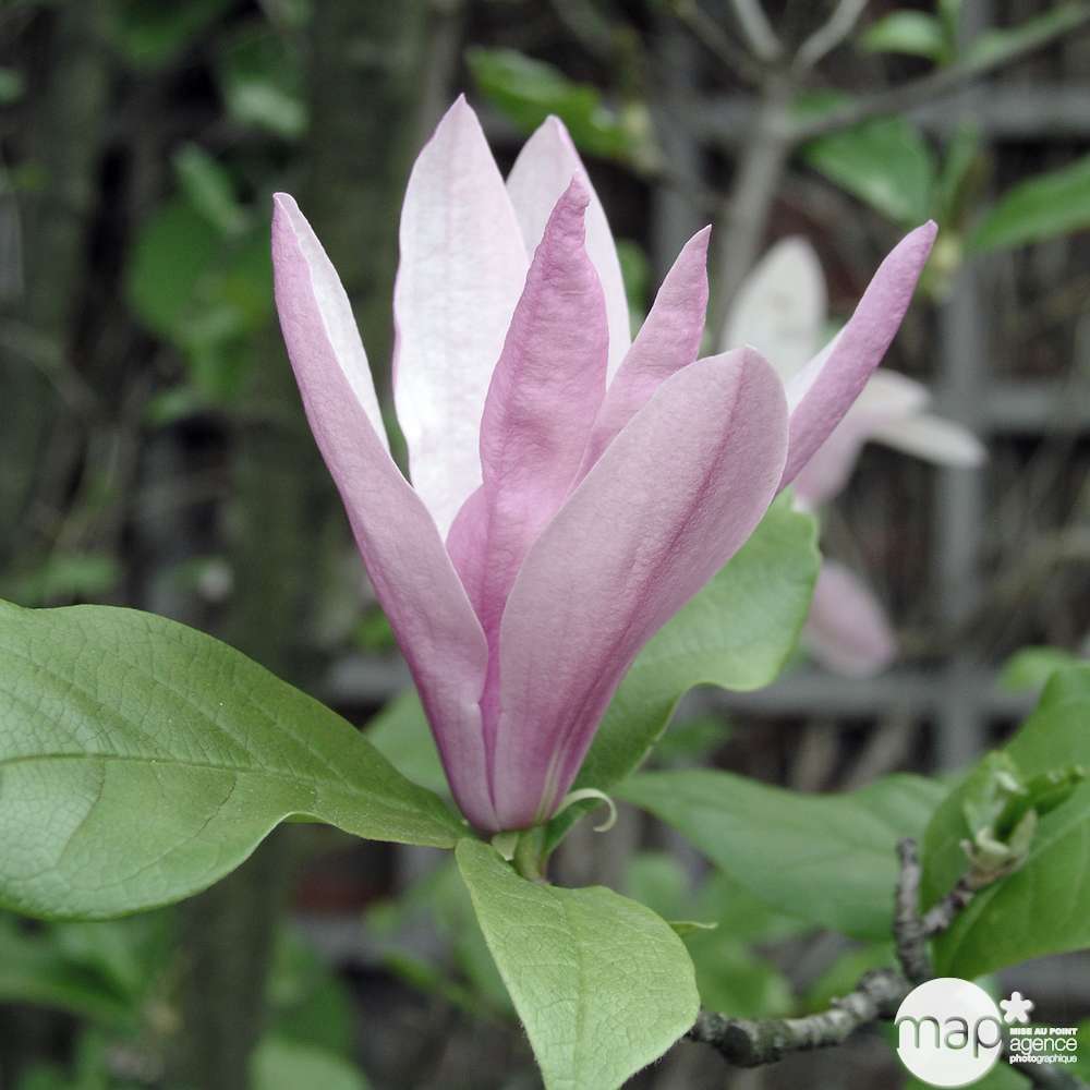 Magnolia x Betty : conteneur rond carré de 5 L