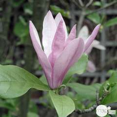 Magnolia x Betty : conteneur  rond carré de 5 L