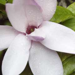 Magnolia  x Jane : conteneur  rond carré de 5 L
