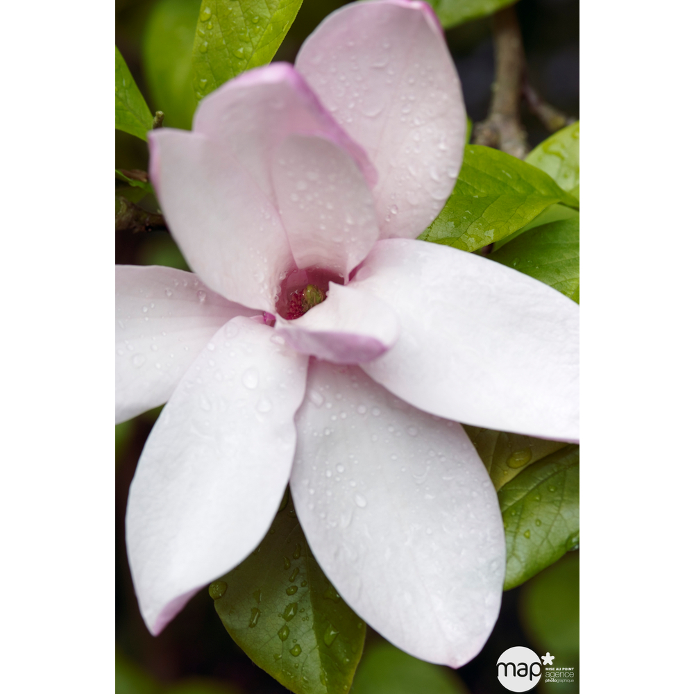 Magnolia x Jane : conteneur rond carré de 5 L