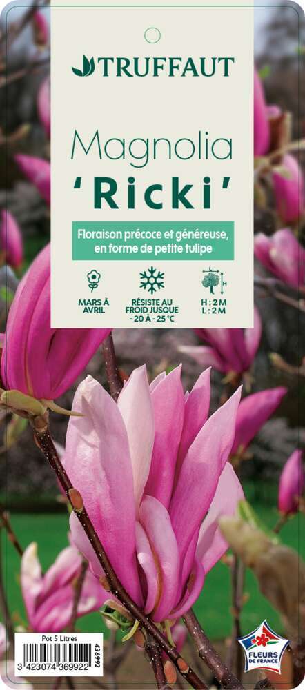 Magnolia x Ricki : conteneur rond carré de 5 L