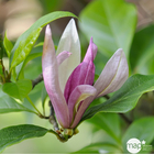 Magnolia x Ricki : conteneur  rond carré de 5 L