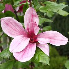 Magnolia liliiflora Nigra : conteneur de 10 L