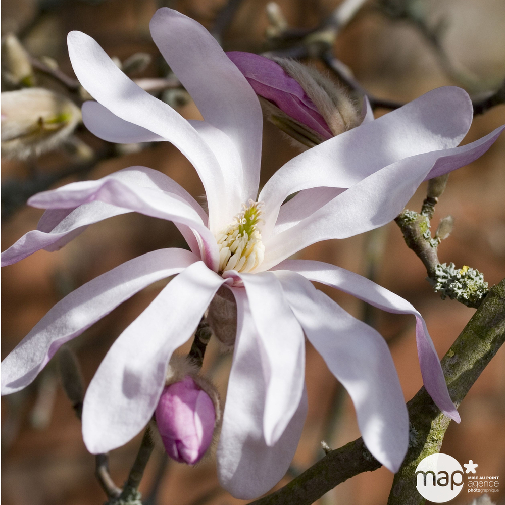 Magnolia loebneri Leonard Messel : conteneur de 10 L