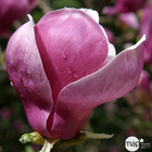 Magnolia soulangeana Lennei : conteneur de 10 L