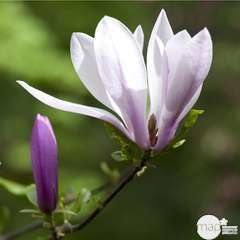 Magnolia x Judy : conteneur de 10 L