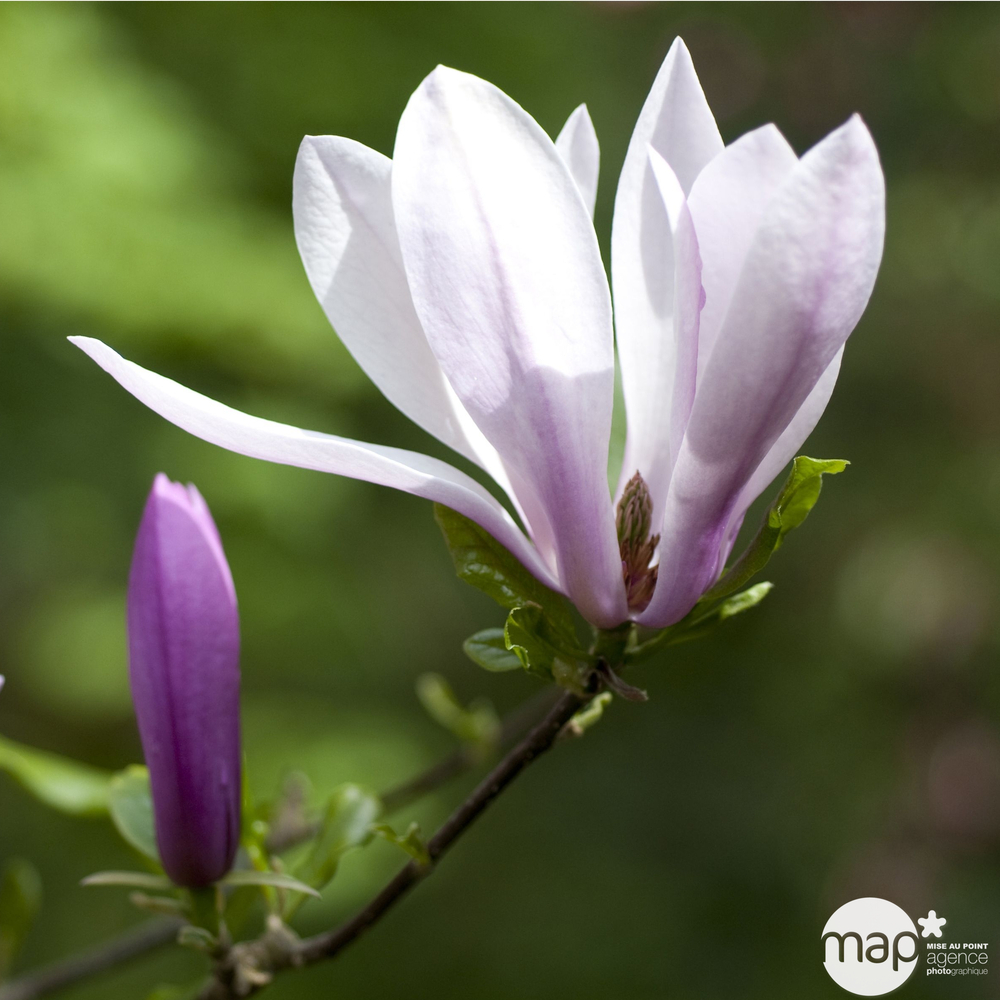 Magnolia x Judy : conteneur de 10 L