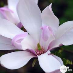Magnolia x Pinkie : conteneur de 10 L