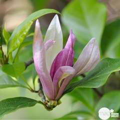 Magnolia x Ricki : conteneur de 10 L