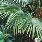 Trachycarpus fortunei : c35L stipe 50-60