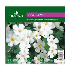 Bacopa blanc : barquette de 6 plants en godets Ø 8 cm