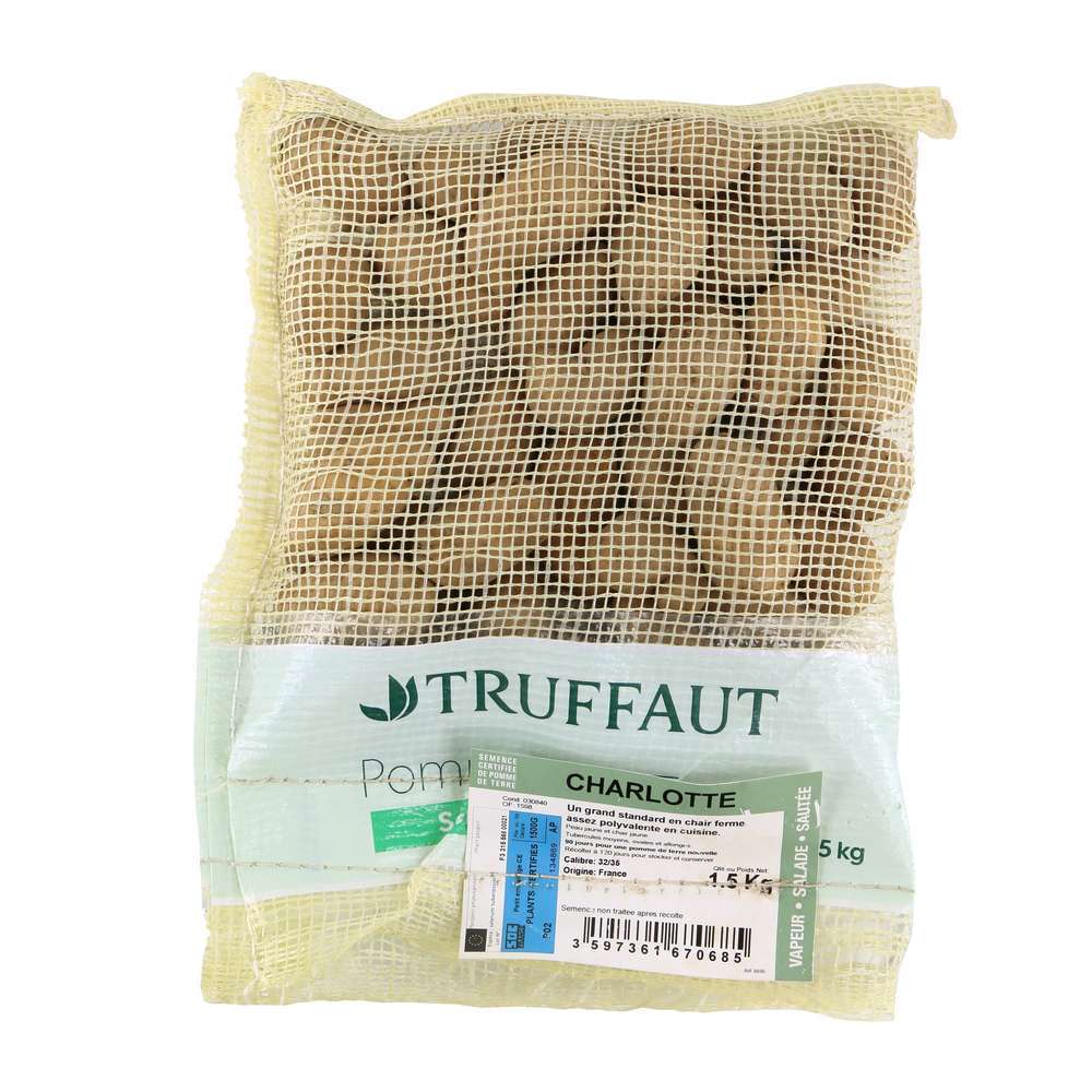 Plants de pommes de terre 'Charlotte' en sac 1,5 kg Truffaut