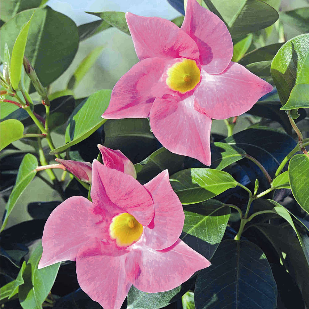 DipladÃ©nia diamantina : jardiniÃšre 40 cm