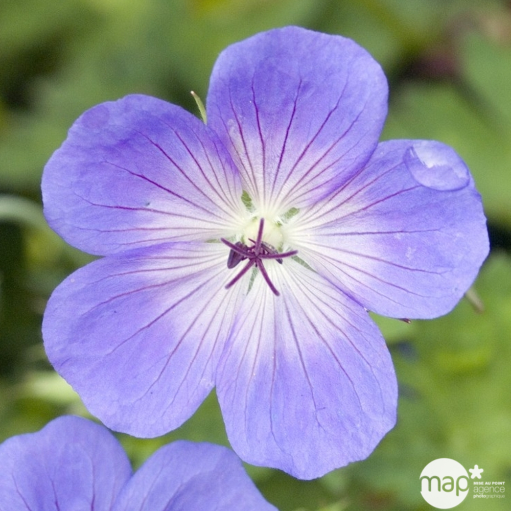 Géranium Rozanne ® : conteneur de 3 Litres