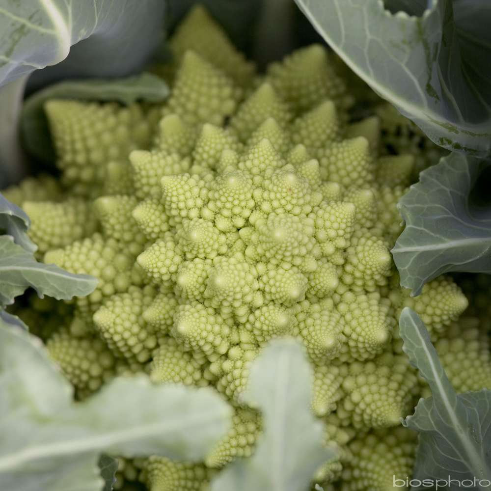 Plants de choux Romanesco 'Veronica' : barquette de 6 plants