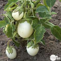 Plant d'aubergine blanche 'White Egg' : pot de 0,5 litre
