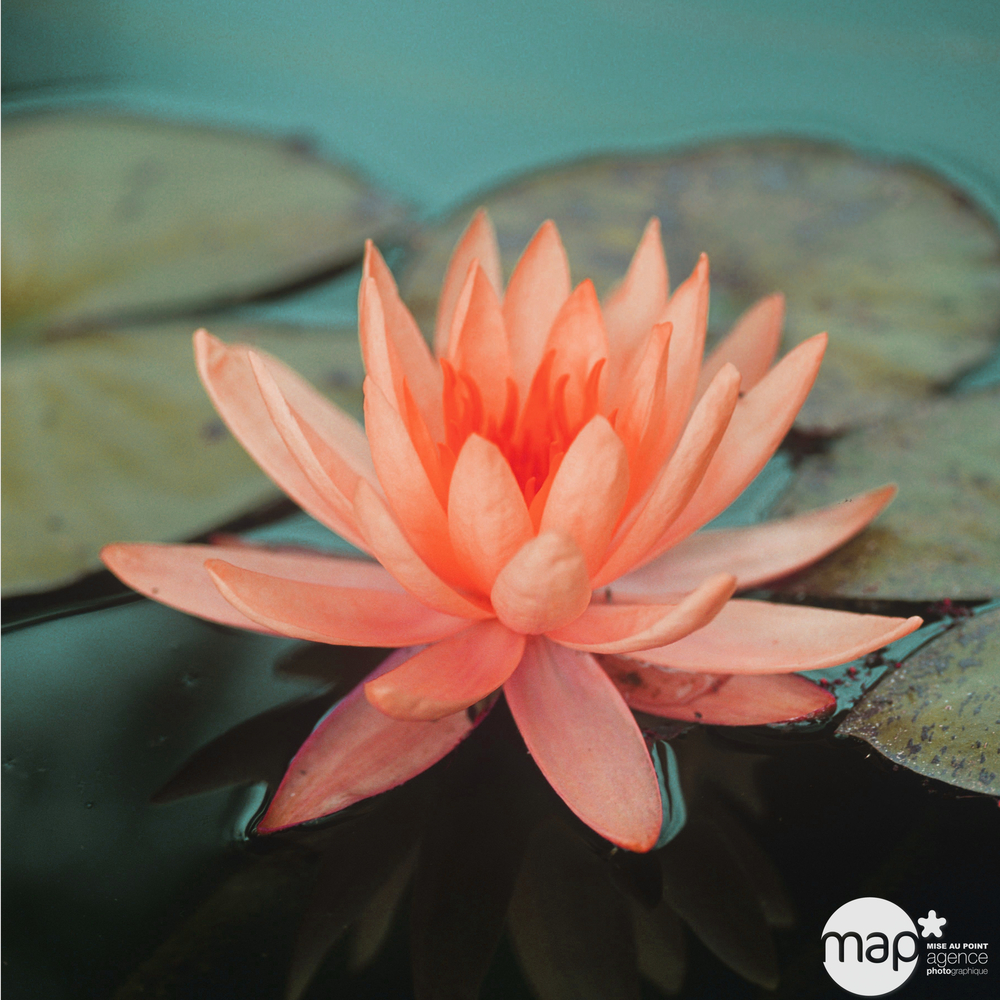 Nénuphar précultivé orange