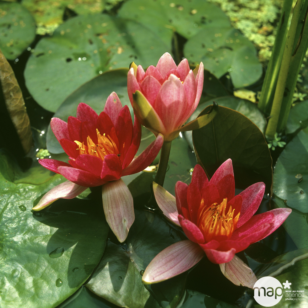 Nénuphar précultivé rouge