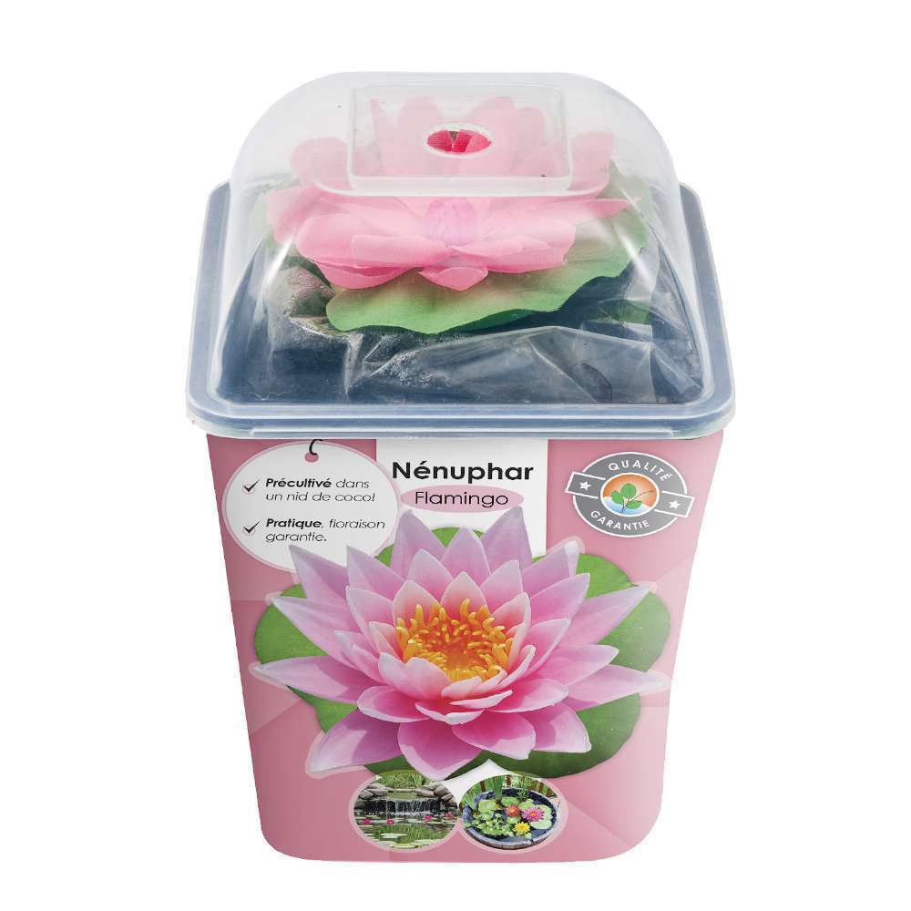Nénuphar précultivé rose