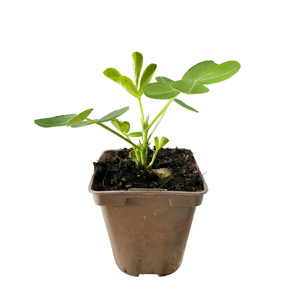 olivenbaum für den garten Großer Olivenbaum, 100-110cm – Green Me Up main image 1