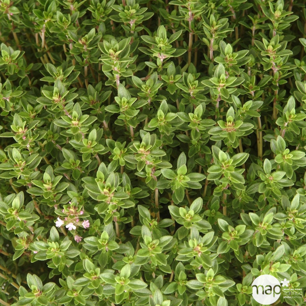 Plant de thym citron panaché blanc pot de bio : en godet