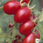 Plants de tomates apéritive : barquette de 3 plants