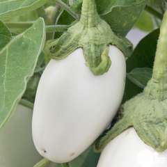 Plant d'aubergine 'Clara' F1 : pot de 0,5 litre