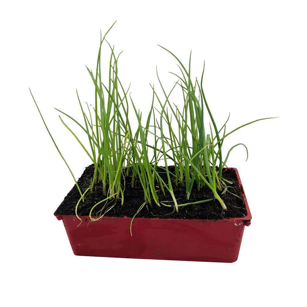 Plants d'oignons 'Rose de Bretagne' : barquette de 50 plants