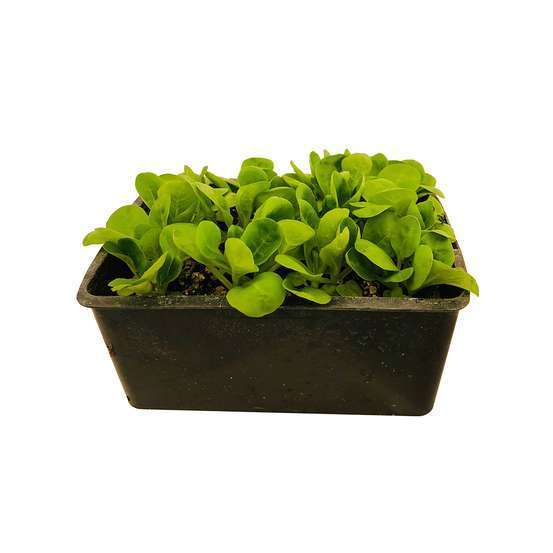 Plants de mâche 'Trophy' : barquette de 12 plants