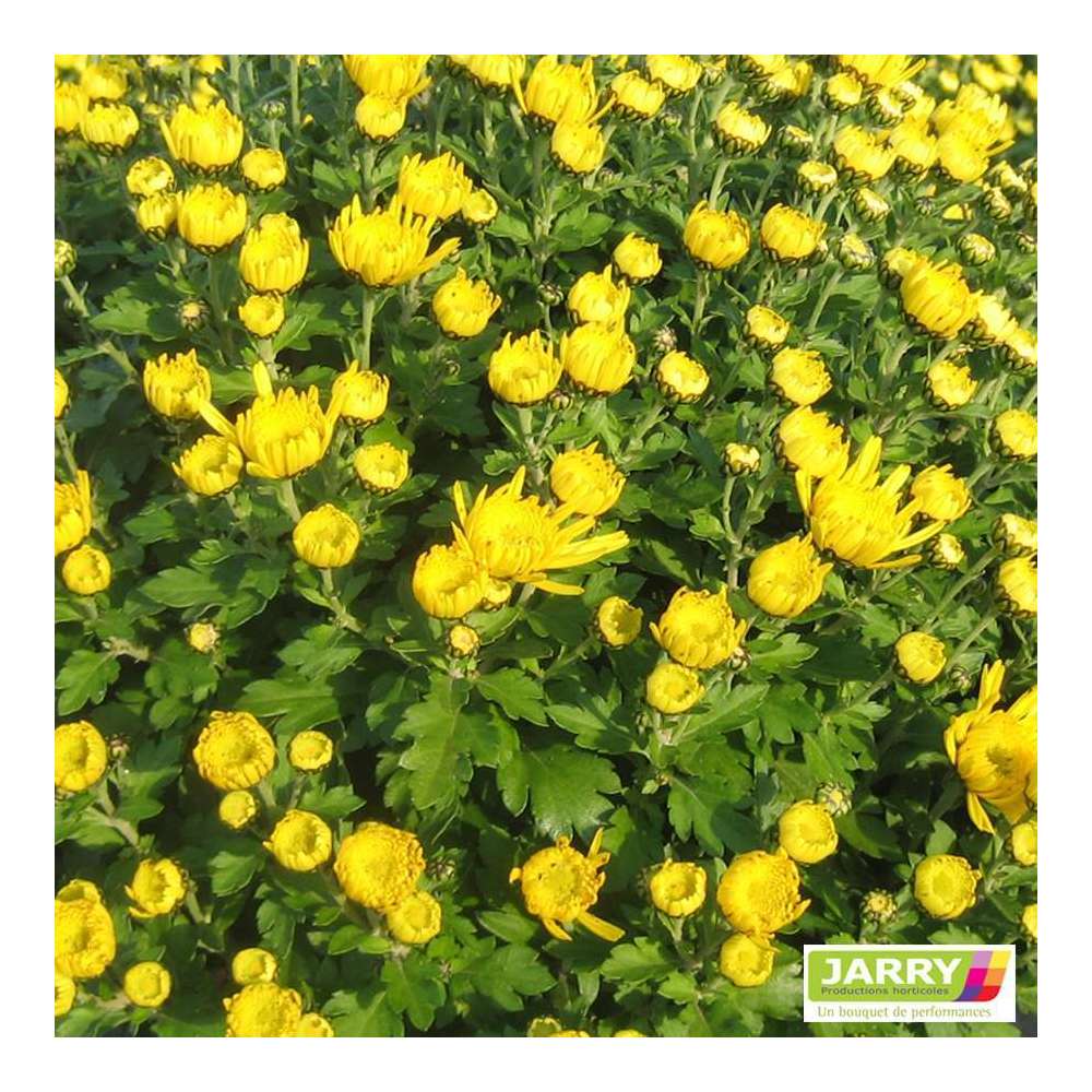 Chrysanthème multi carousel D11cm - Coloris variables