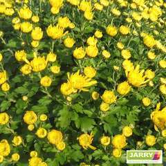 Chrysanthème multi carousel D11cm - Coloris variables