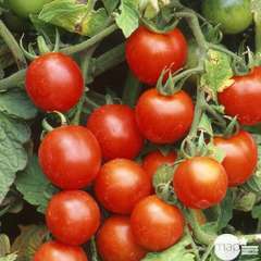 Plant de tomate cerise : pot de 4,5 litres