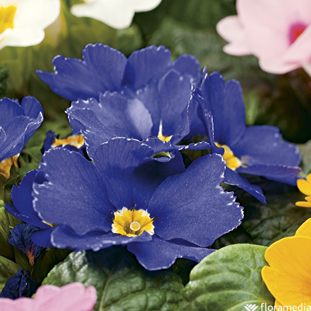 Primevère : 5 plants Coupe couleur de diamètre 27 cm