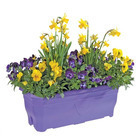 Viola+bulbes : jardinière 40cm - Coloris variables