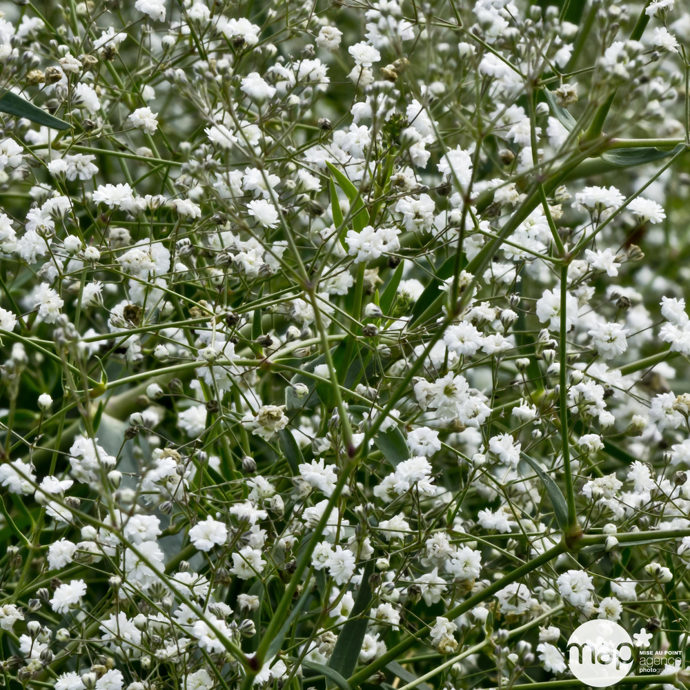 Gypsophile:pot couleur diamètre 19 cm