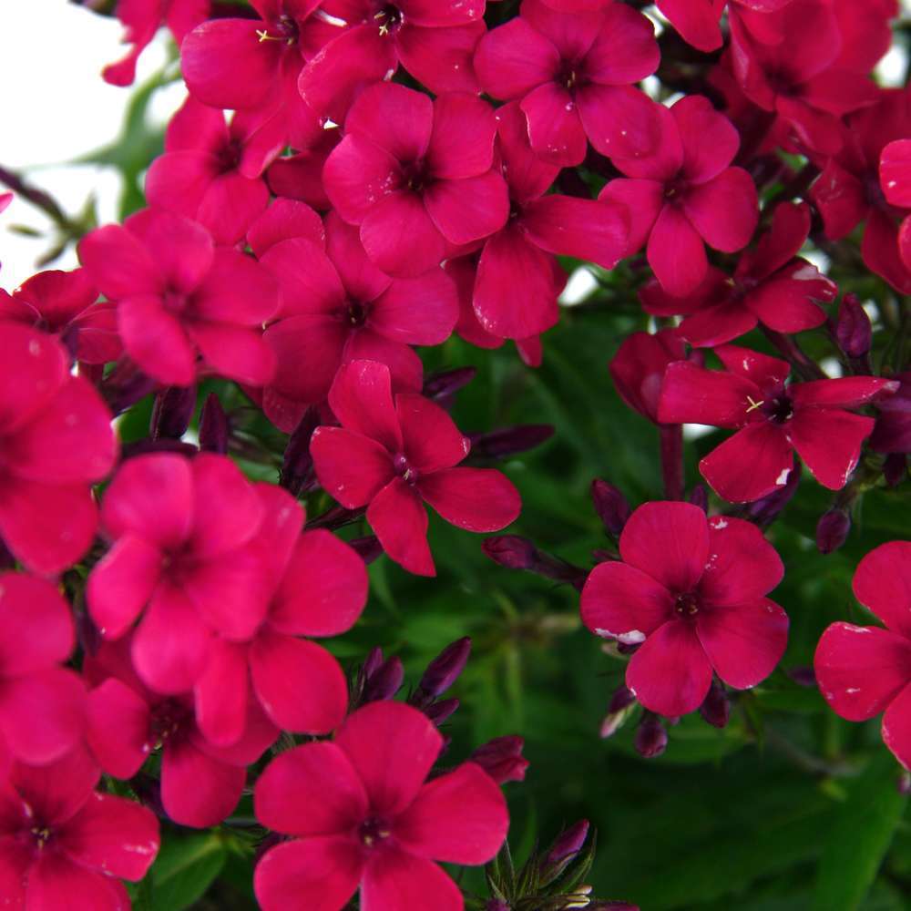 Phlox paniculata : pot de diamètre 19 cm couleur