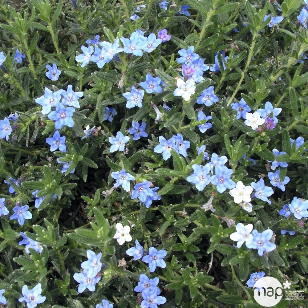 Lithodora : conteneur de diamètre 13 cm
