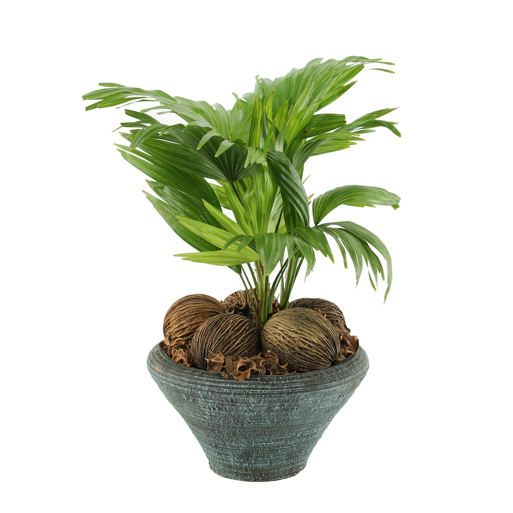 Livistona : H40/50cm coupe déco D26 cm