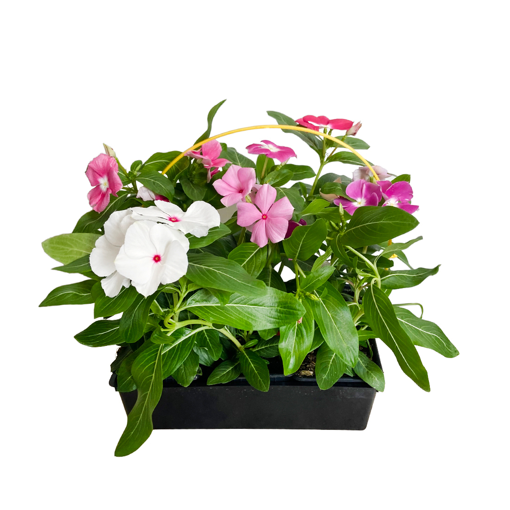 Pervenche de Madagascar:6 plants