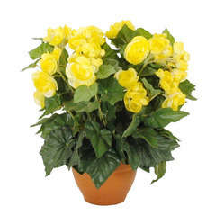 Begonia en pot Ø 17,5 cm, jaune Ø 35 x H. 37 cm