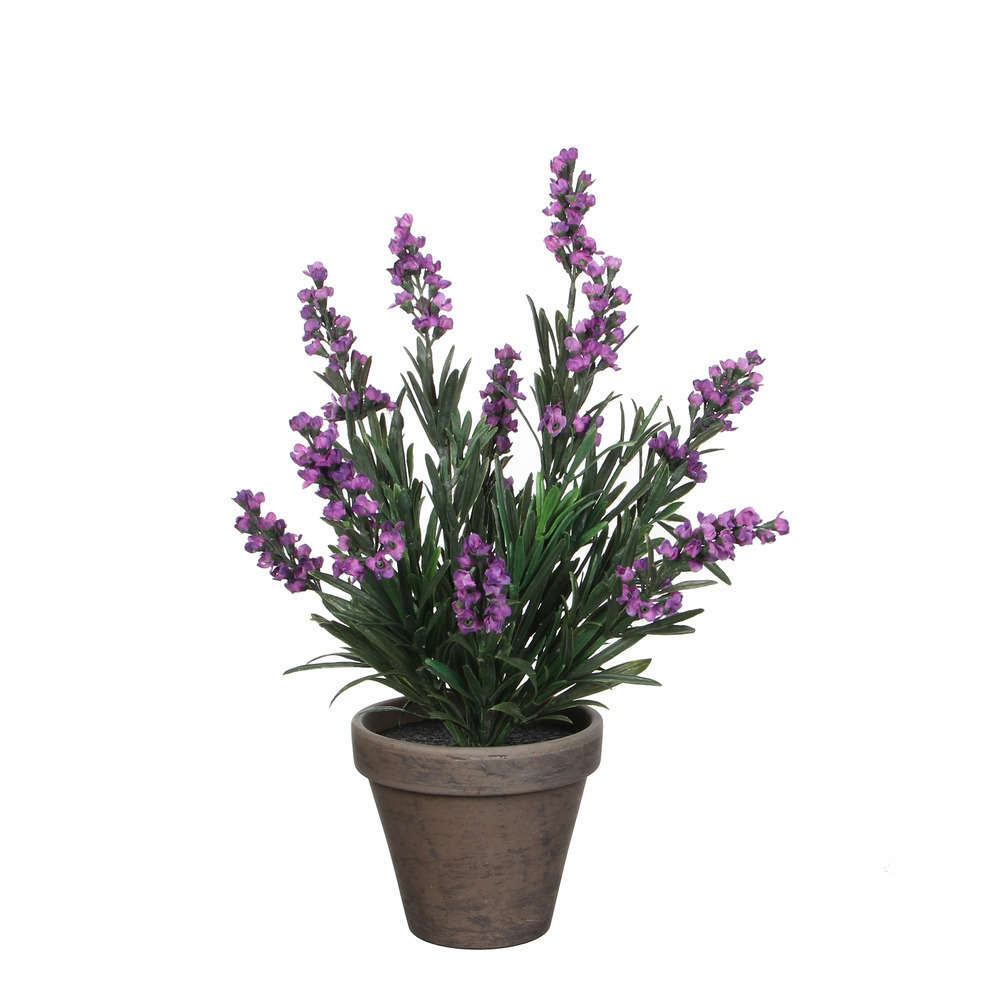 Lavande en pot basalte Ø 11,5 cm, violet Ø 20 x H. 33 cm