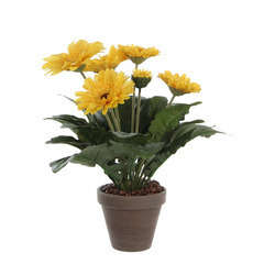 Gerbera en pot basalte Ø 11,5 cm, jaune Ø 30 x H. 35 cm