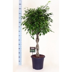 Ficus B. Exotica tressé: H110/110cm, D33cm