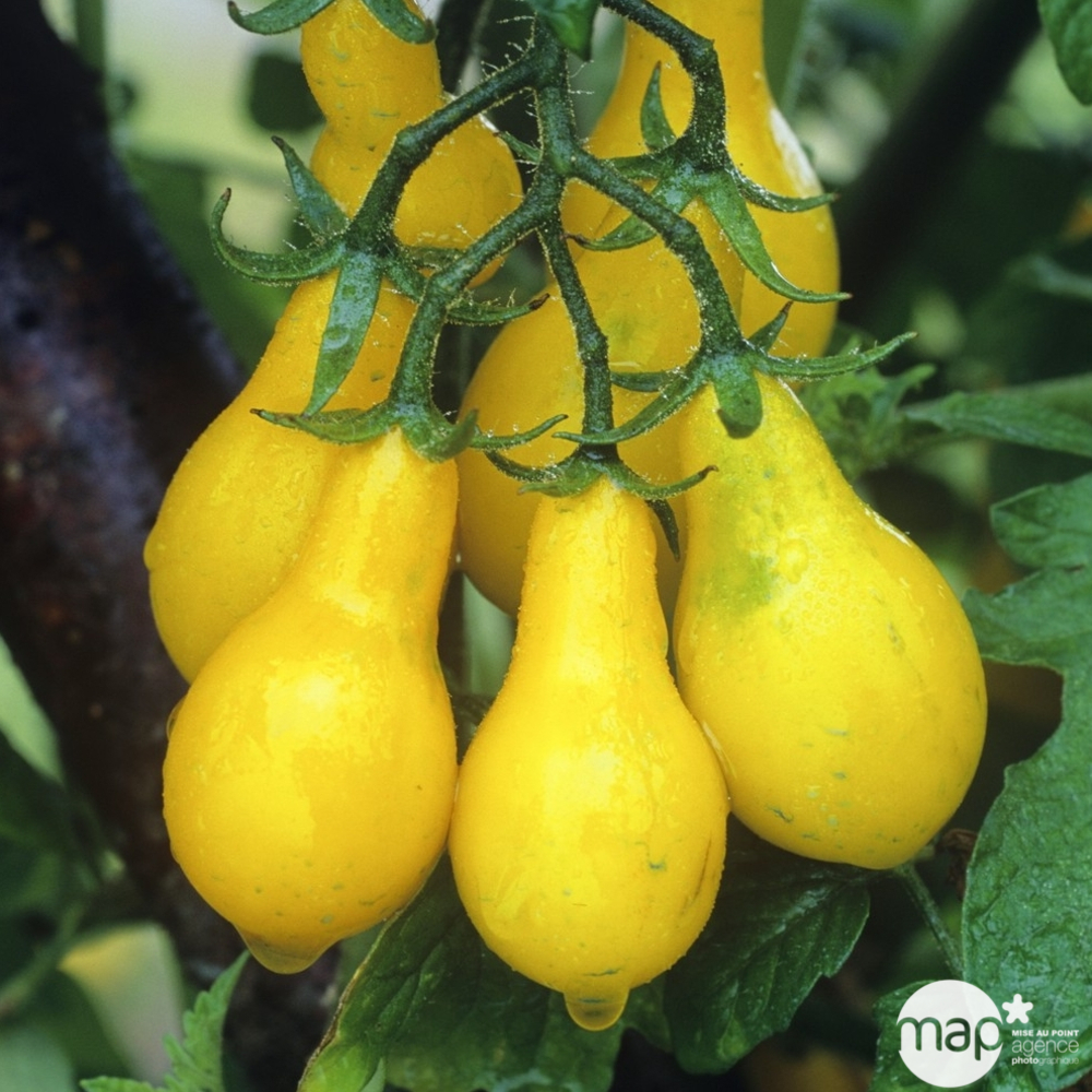 Plants de tomates poire Yellow 'Pearshaped' F1 : barquette de 3 plants