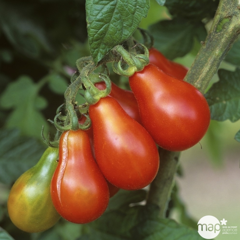 Plants de tomates poire Rouge F1 : barquette de 3 plants