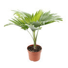 Livistona Rotundifolia : H40/50 cm pot diamètre 12 cm