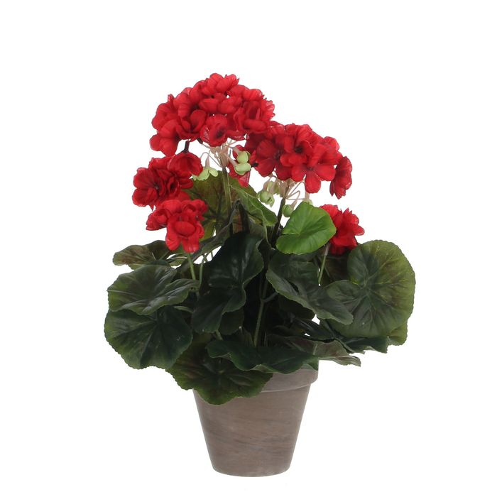 Géranium Rouge En Pot – Vivace Résistant Pour Jardin Et Balcon – Fleurs Rouges Éclatantes | Plante Extérieur Facile D'Entretien