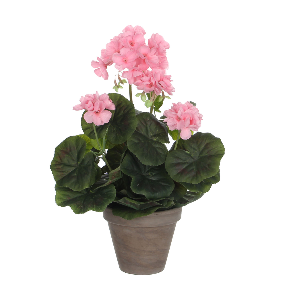 Geranium en pot Ø 11,5 cm, rose Ø 23 x H. 32 cm