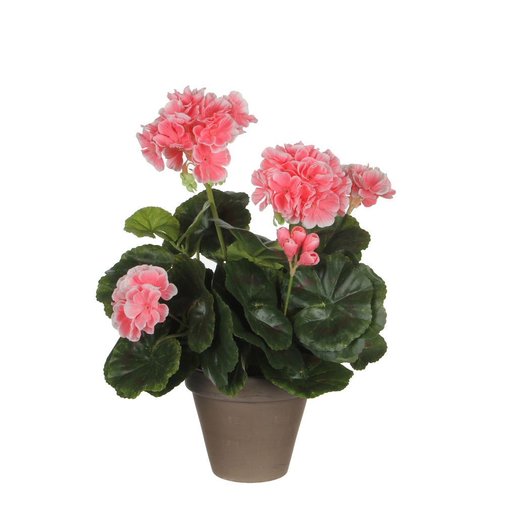 GÃ©ranium en pot : saumon, d.23xh.32cm