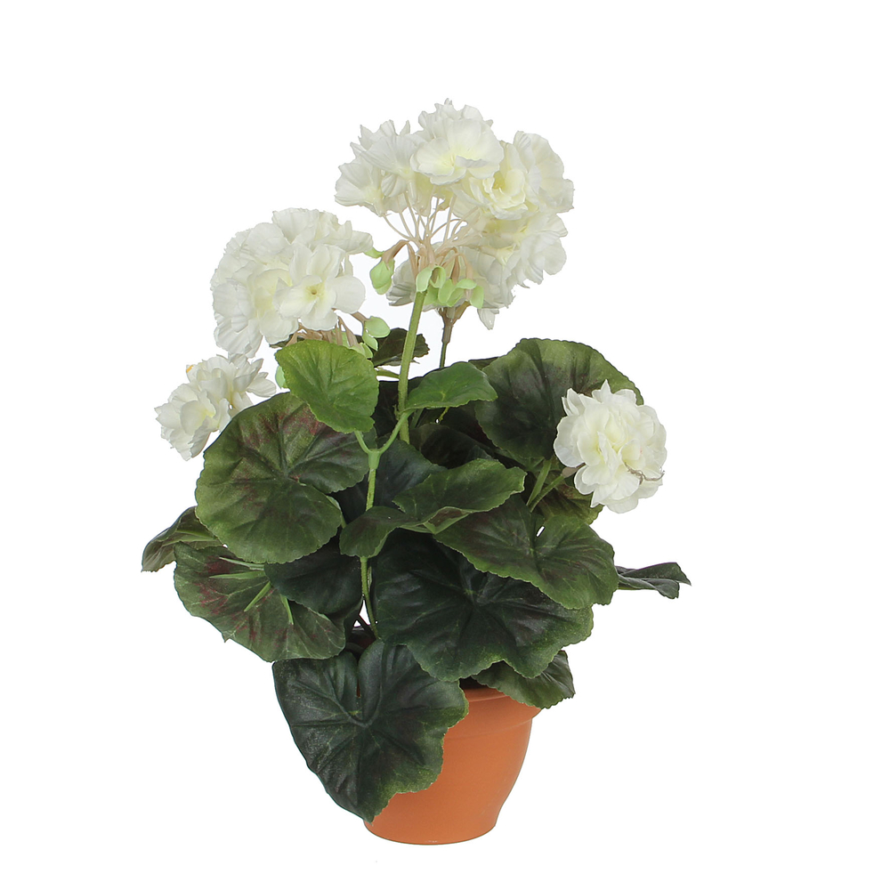 Geranium en pot Ø 11,5 cm, crème Ø 23 x H. 32 cm